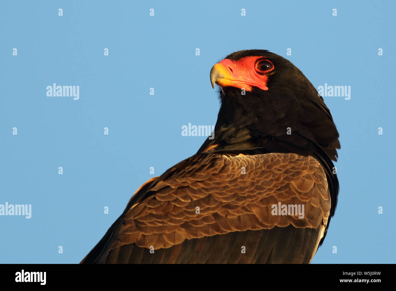 Gaukler Terathopius ecaudatus/Sie/ Stockfoto