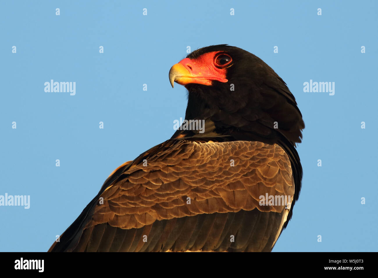 Gaukler Terathopius ecaudatus/Sie/ Stockfoto