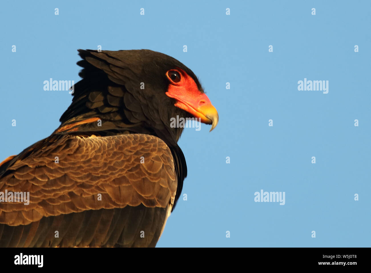 Gaukler Terathopius ecaudatus/Sie/ Stockfoto