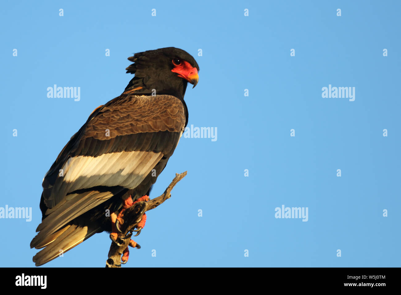 Gaukler Terathopius ecaudatus/Sie/ Stockfoto