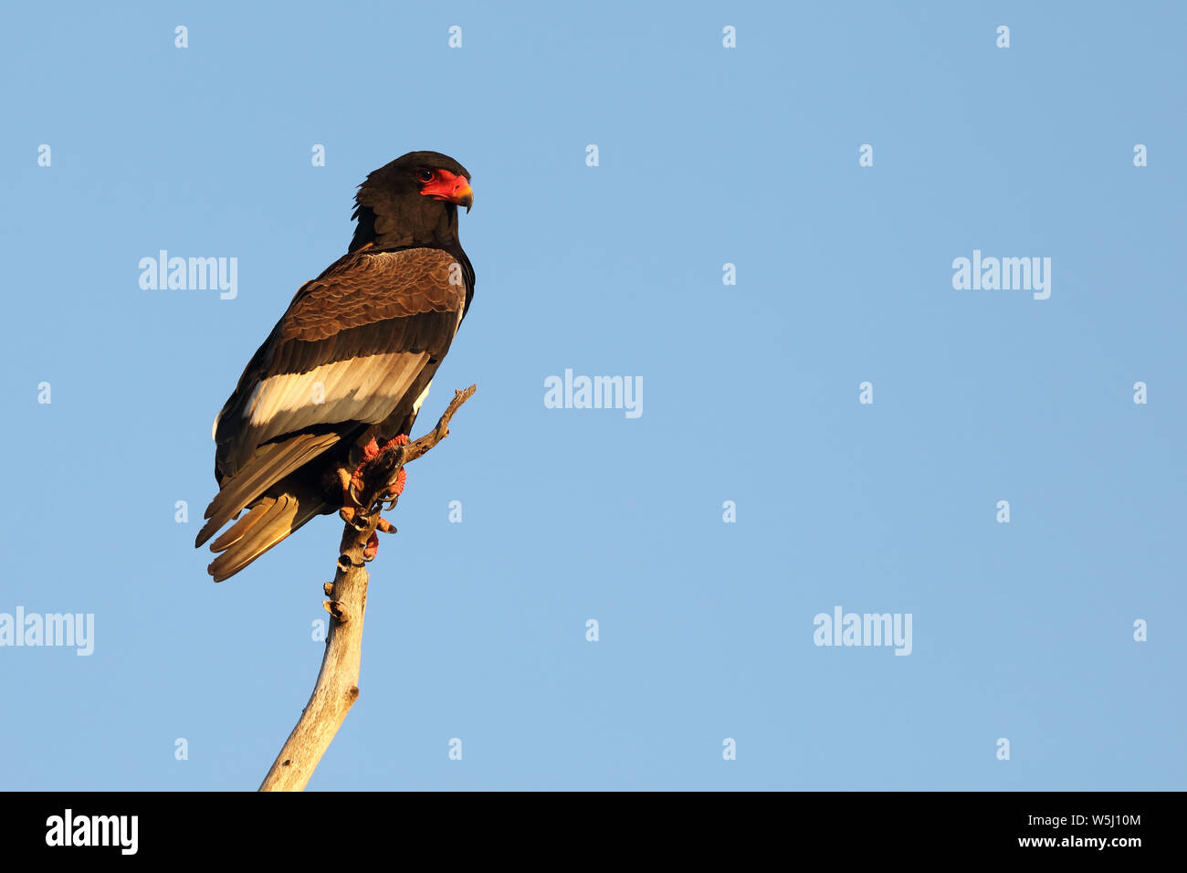 Gaukler Terathopius ecaudatus/Sie/ Stockfoto