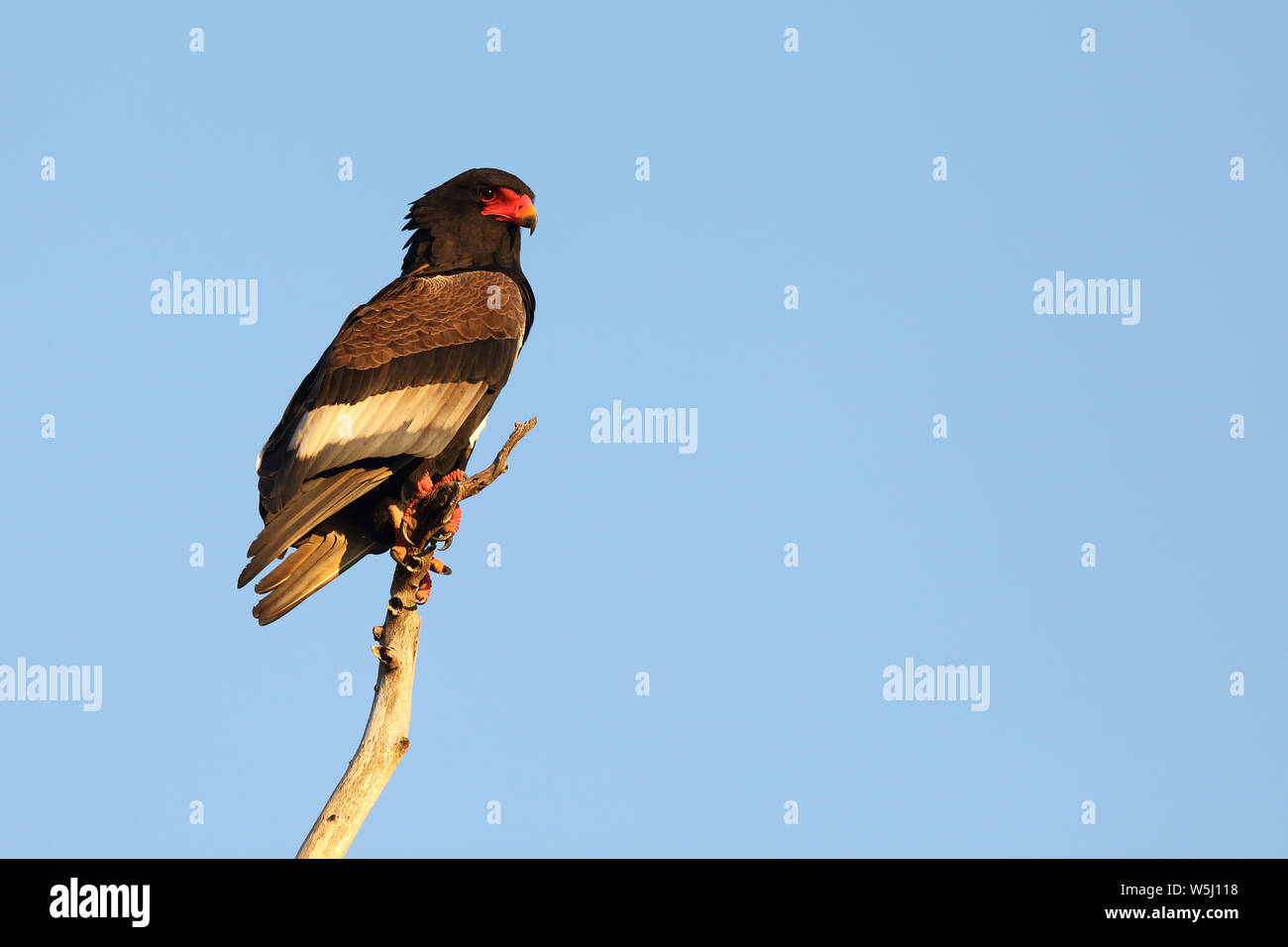 Gaukler Terathopius ecaudatus/Sie/ Stockfoto