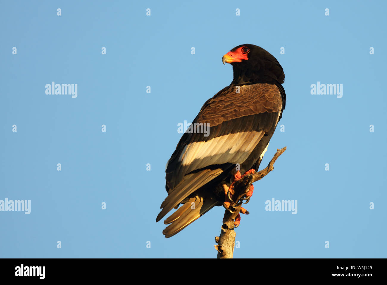 Gaukler Terathopius ecaudatus/Sie/ Stockfoto