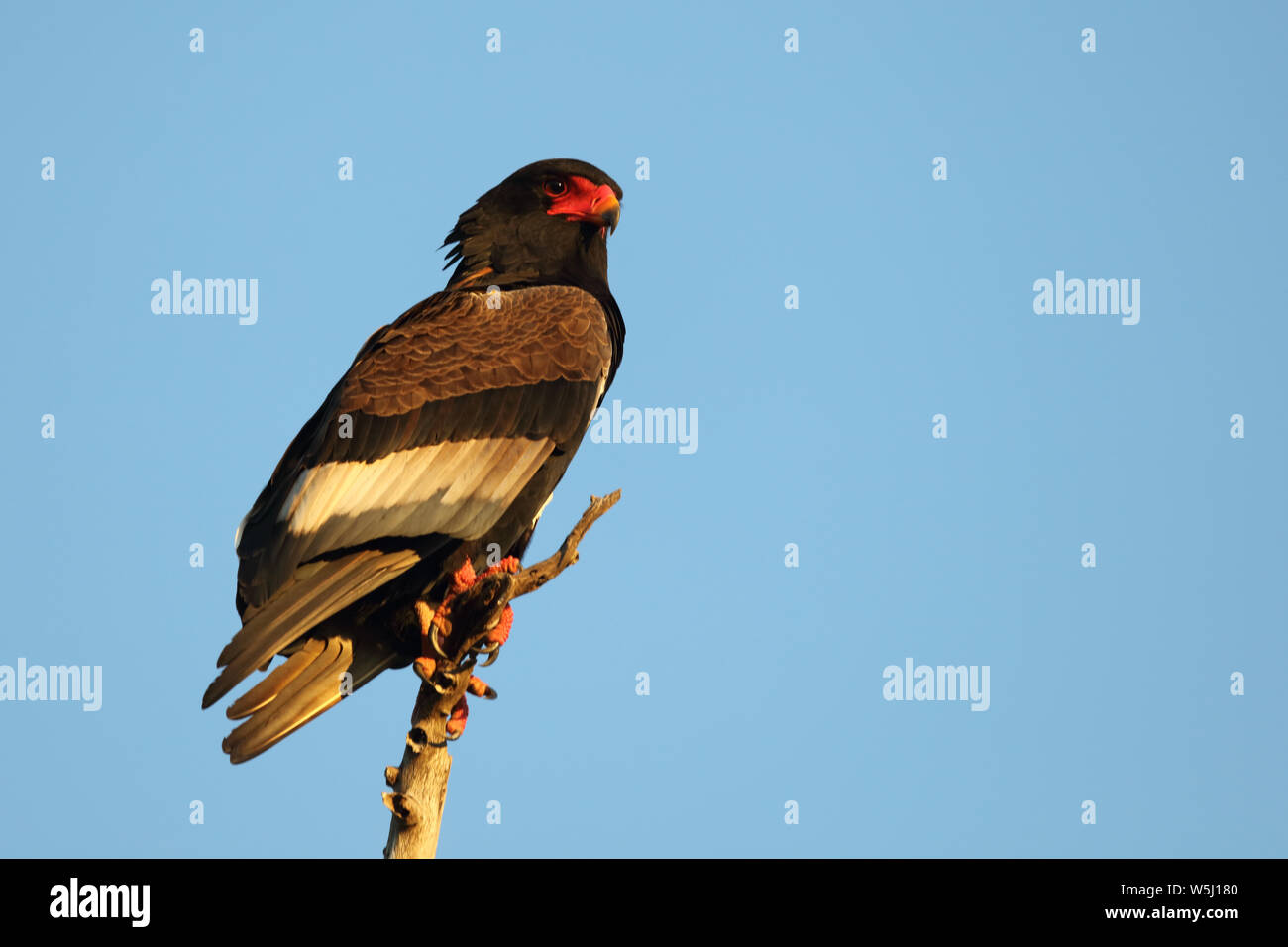 Gaukler Terathopius ecaudatus/Sie/ Stockfoto