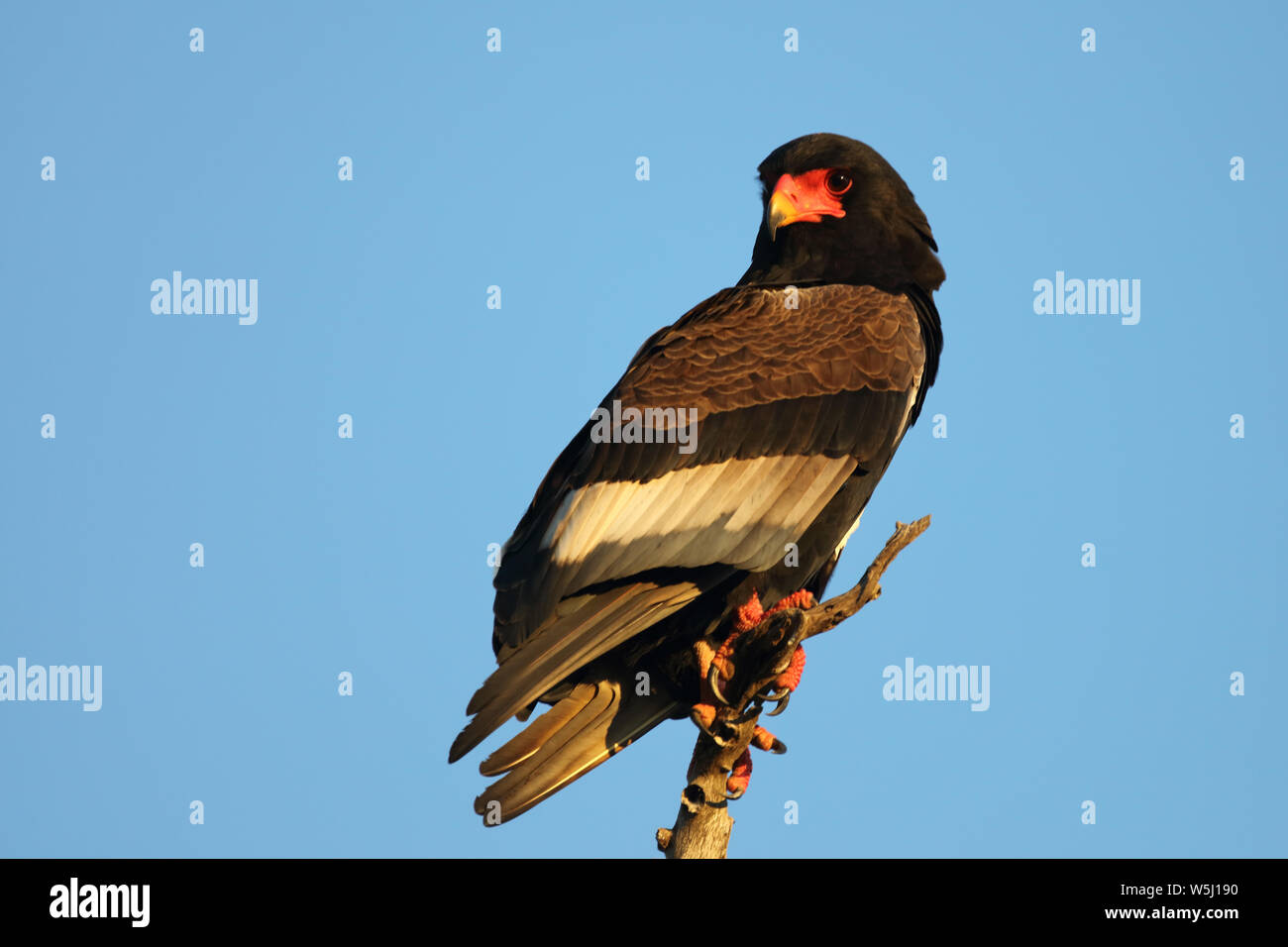 Gaukler Terathopius ecaudatus/Sie/ Stockfoto
