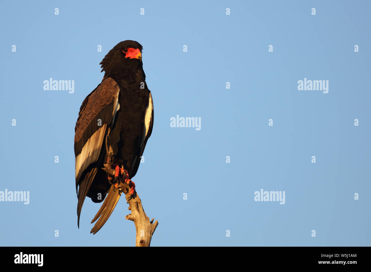 Gaukler Terathopius ecaudatus/Sie/ Stockfoto