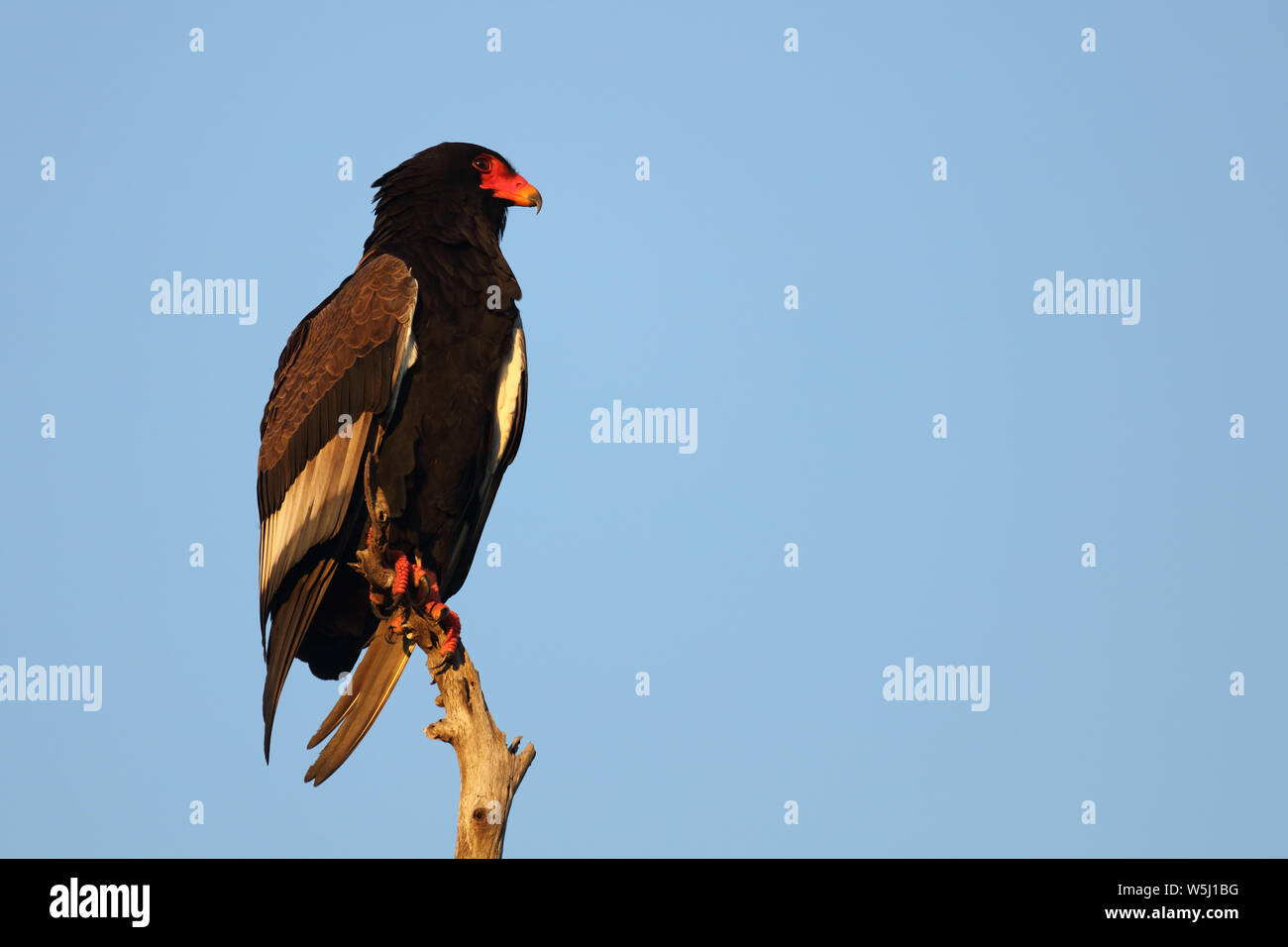 Gaukler Terathopius ecaudatus/Sie/ Stockfoto