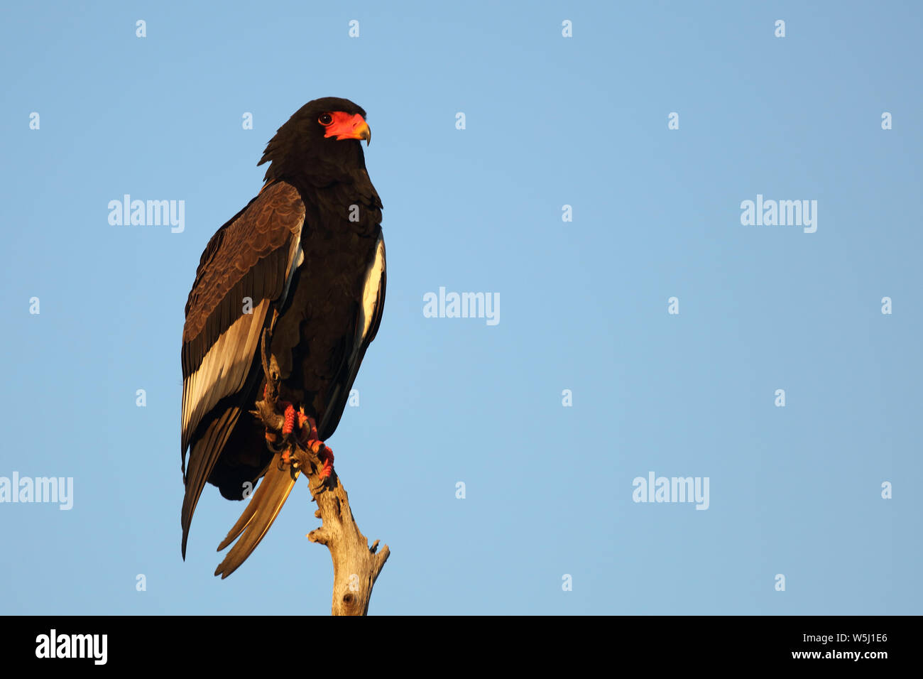 Gaukler Terathopius ecaudatus/Sie/ Stockfoto