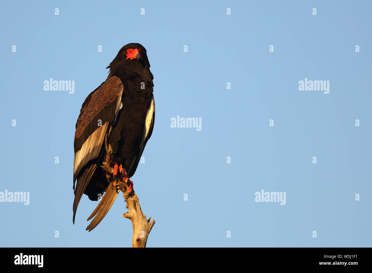 Gaukler Terathopius ecaudatus/Sie/ Stockfoto