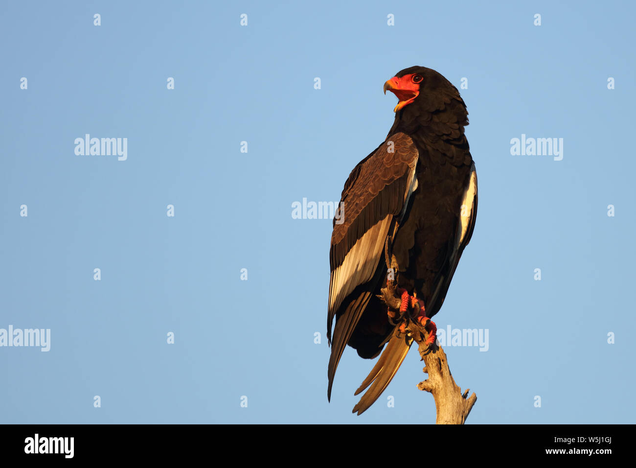 Gaukler Terathopius ecaudatus/Sie/ Stockfoto