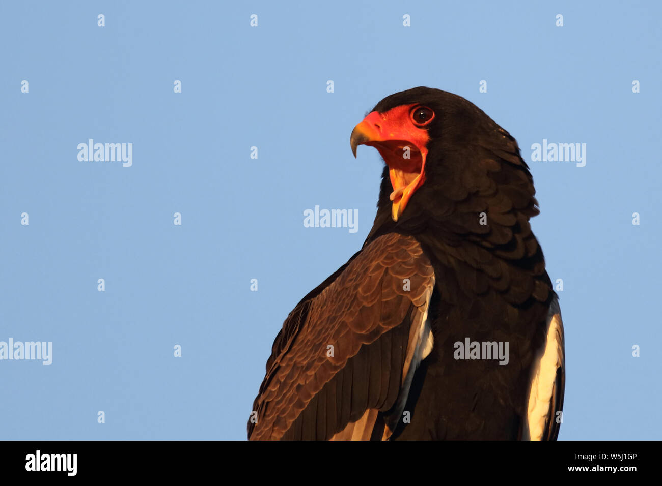 Gaukler Terathopius ecaudatus/Sie/ Stockfoto