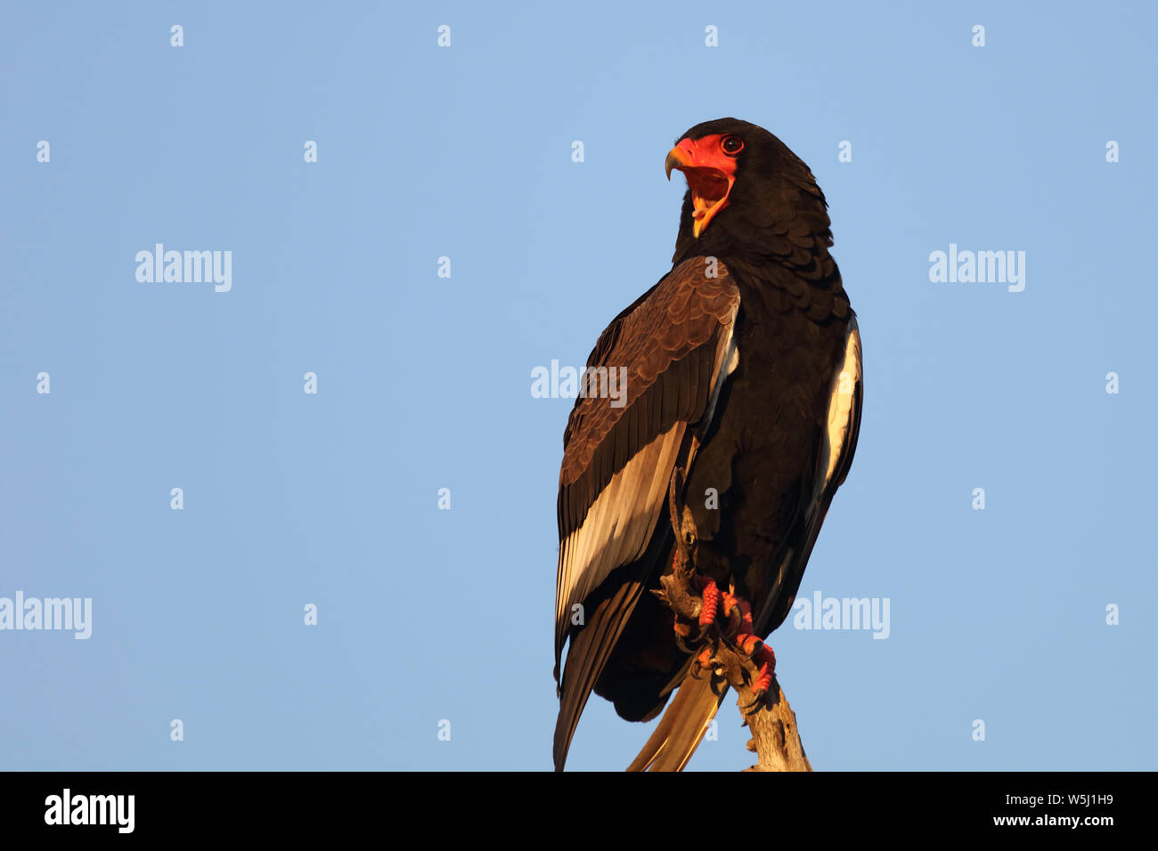 Gaukler Terathopius ecaudatus/Sie/ Stockfoto
