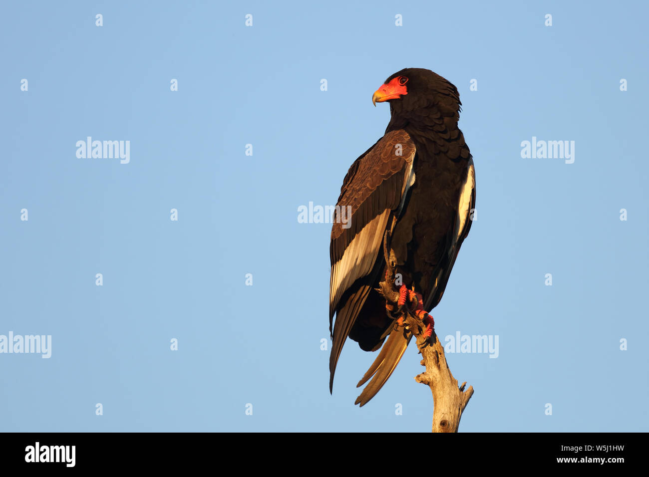 Gaukler Terathopius ecaudatus/Sie/ Stockfoto