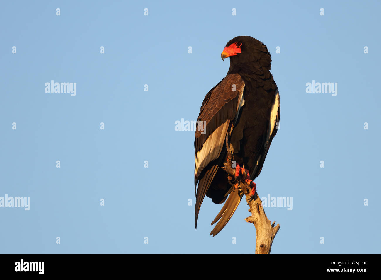 Gaukler Terathopius ecaudatus/Sie/ Stockfoto