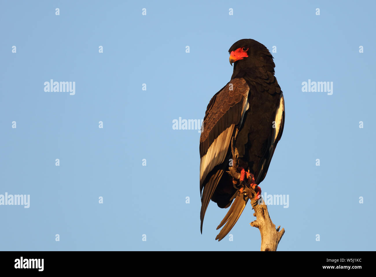 Gaukler Terathopius ecaudatus/Sie/ Stockfoto