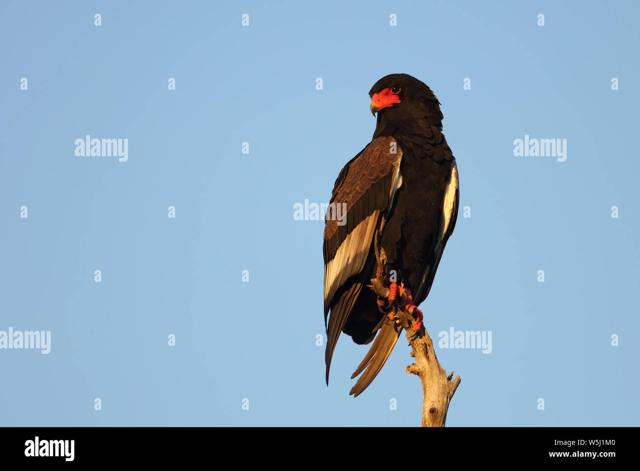 Gaukler Terathopius ecaudatus/Sie/ Stockfoto