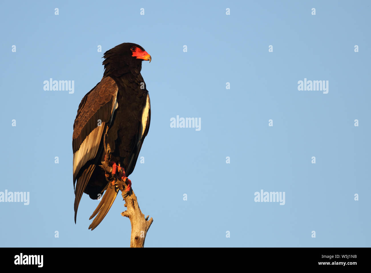 Gaukler Terathopius ecaudatus/Sie/ Stockfoto