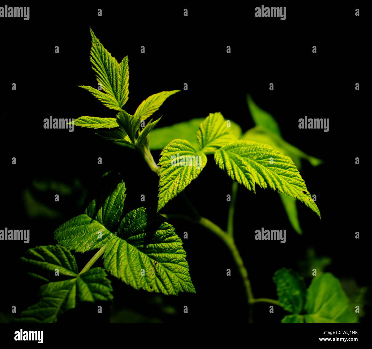 Hoher Kontrast Foto von einigen grünen Himbeere Obst Blätter mit einem dunklen Hintergrund. Medizin oder der Natur gestaltet. Stockfoto