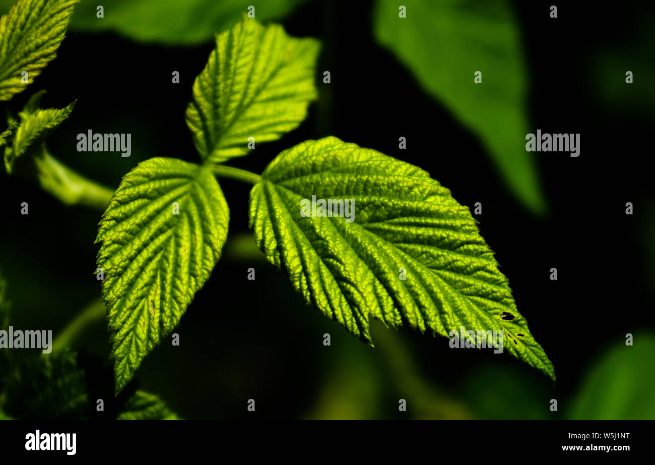 Hoher Kontrast Foto von einigen grünen Himbeere Obst Blätter mit einem dunklen Hintergrund. Medizin oder der Natur gestaltet. Stockfoto