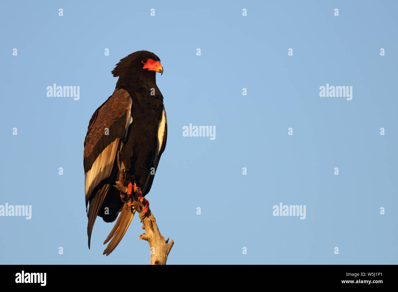 Gaukler Terathopius ecaudatus/Sie/ Stockfoto