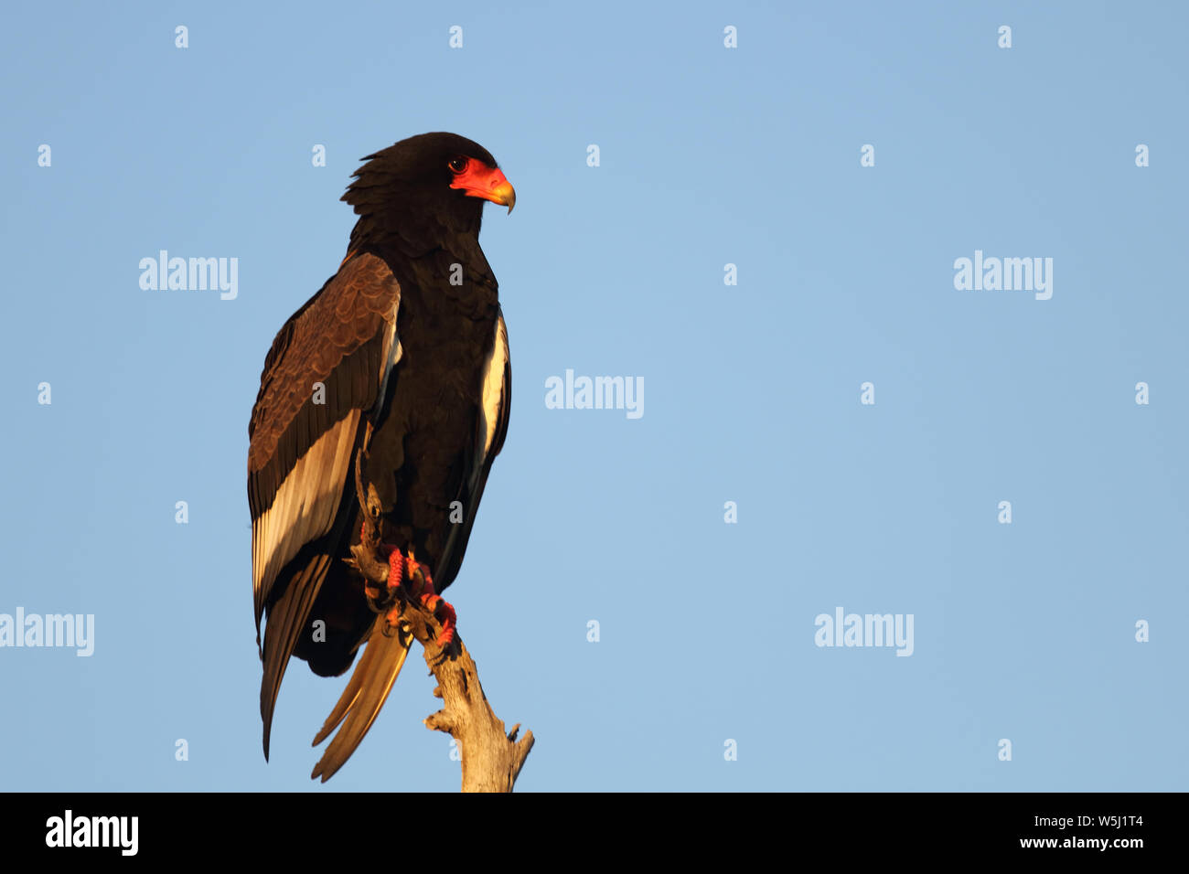 Gaukler Terathopius ecaudatus/Sie/ Stockfoto