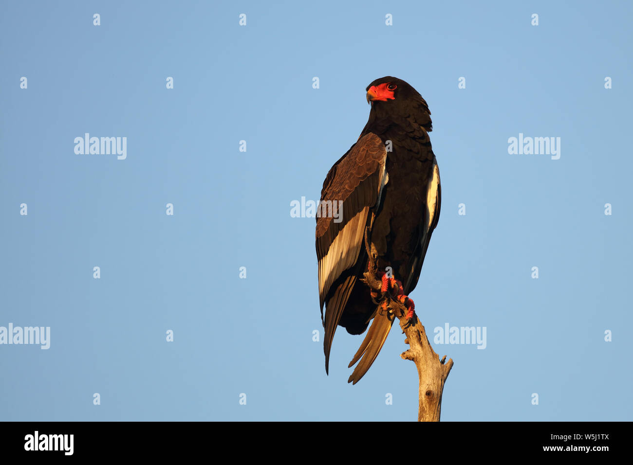 Gaukler Terathopius ecaudatus/Sie/ Stockfoto