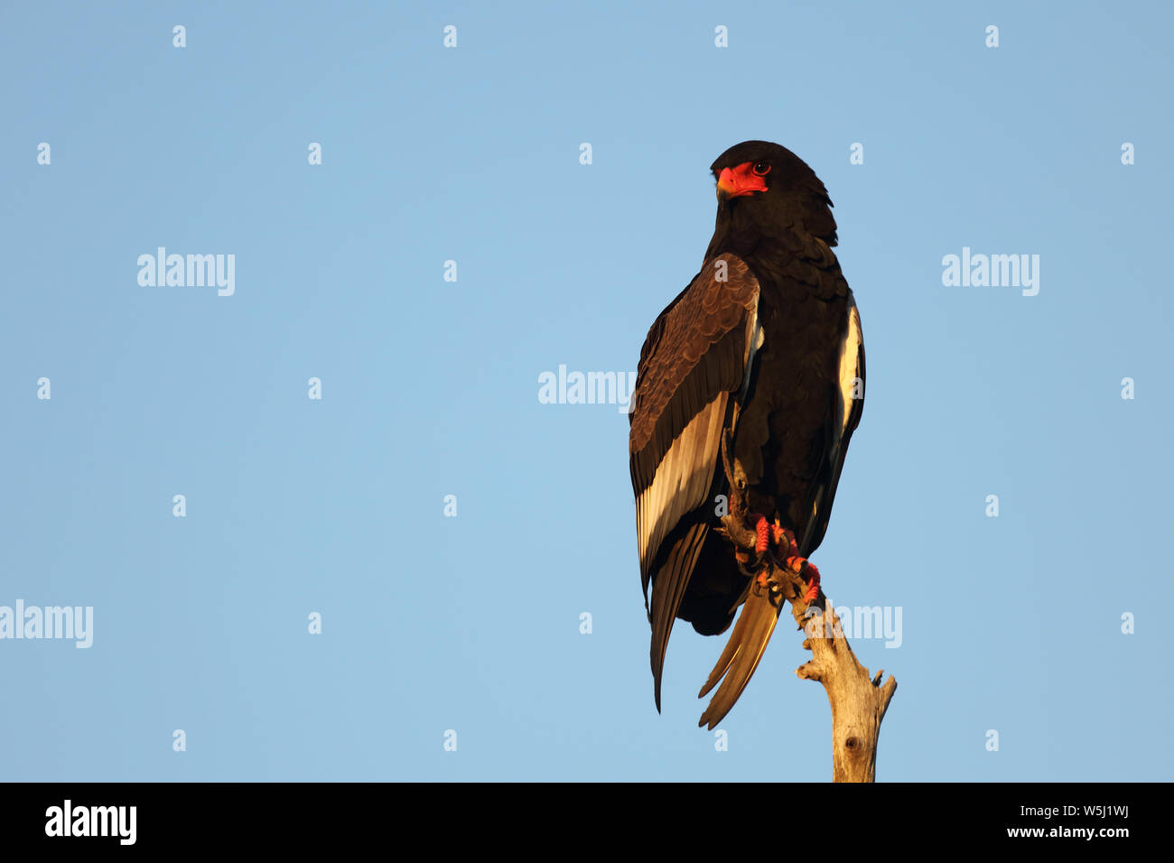 Gaukler Terathopius ecaudatus/Sie/ Stockfoto