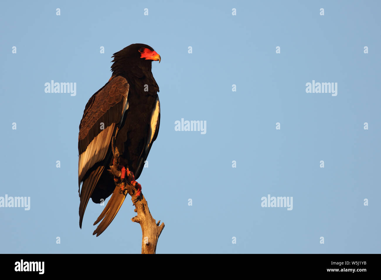 Gaukler Terathopius ecaudatus/Sie/ Stockfoto