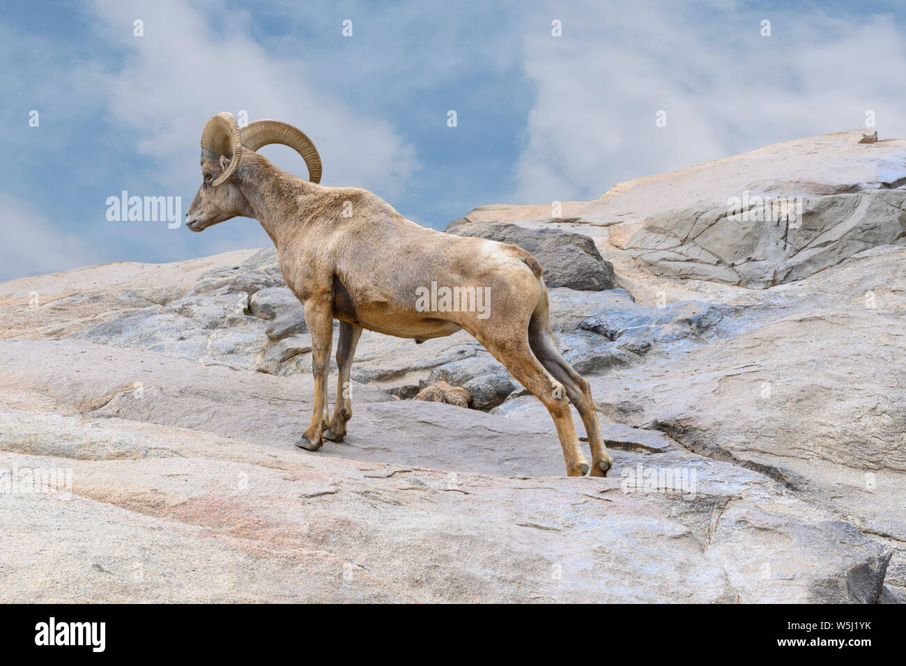 Wüste große gehörnte Schafe (Ovis canadensis nelsoni) steht auf einem Felsen mit blauem Himmel in die zerklüfteten Berge im Südwesten der Vereinigten Staaten und Stockfoto