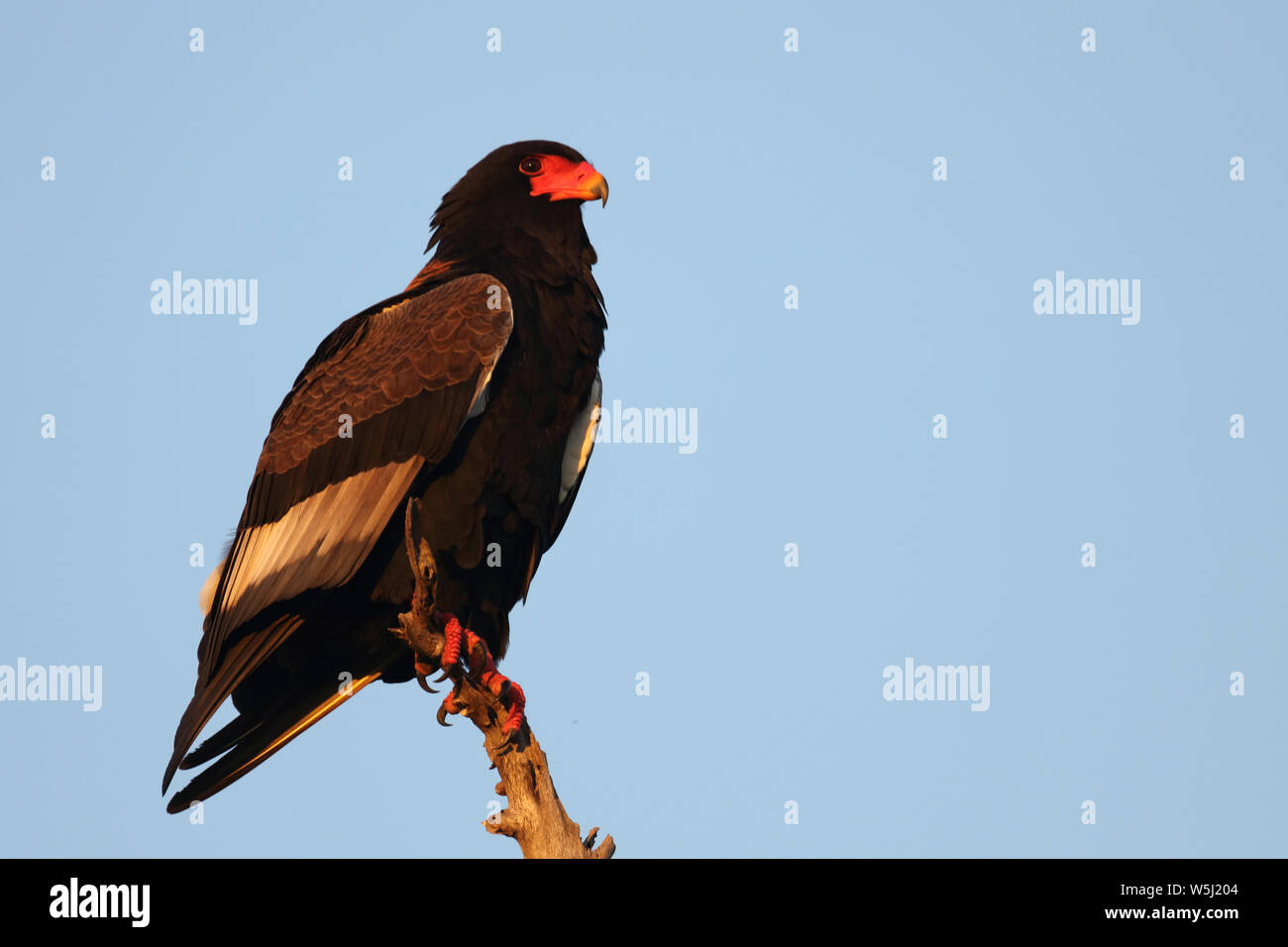 Gaukler Terathopius ecaudatus/Sie/ Stockfoto