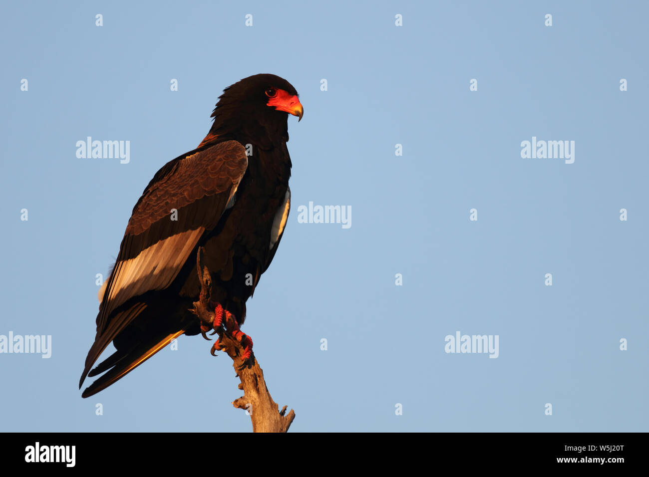 Gaukler Terathopius ecaudatus/Sie/ Stockfoto