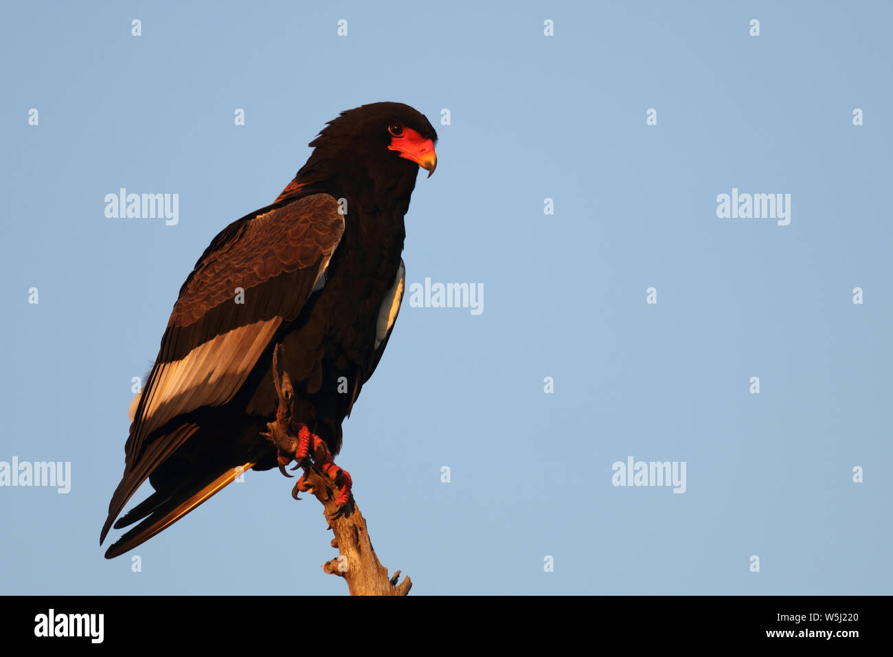 Gaukler Terathopius ecaudatus/Sie/ Stockfoto