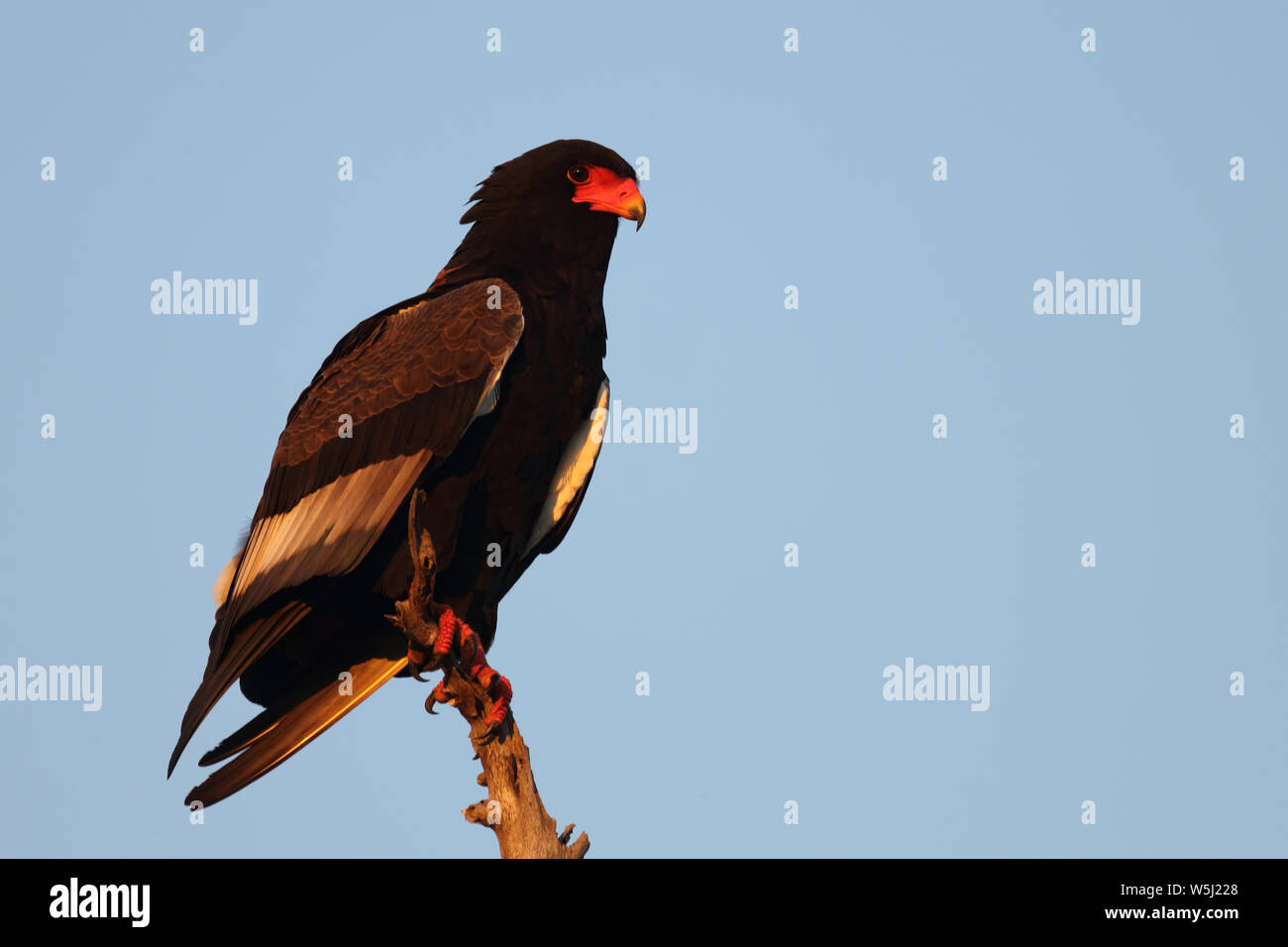 Gaukler Terathopius ecaudatus/Sie/ Stockfoto