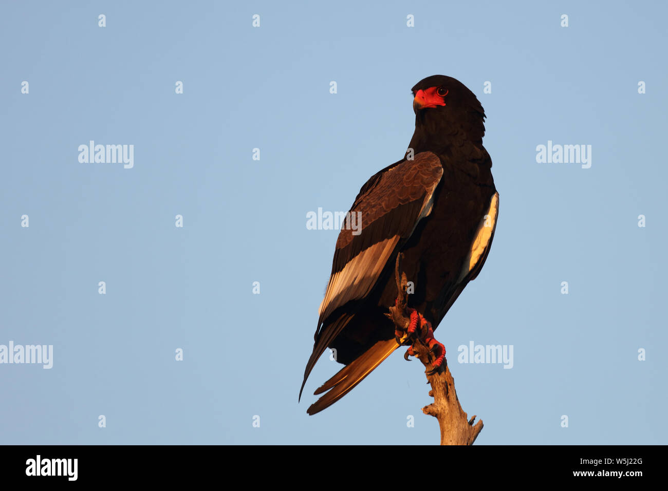 Gaukler Terathopius ecaudatus/Sie/ Stockfoto