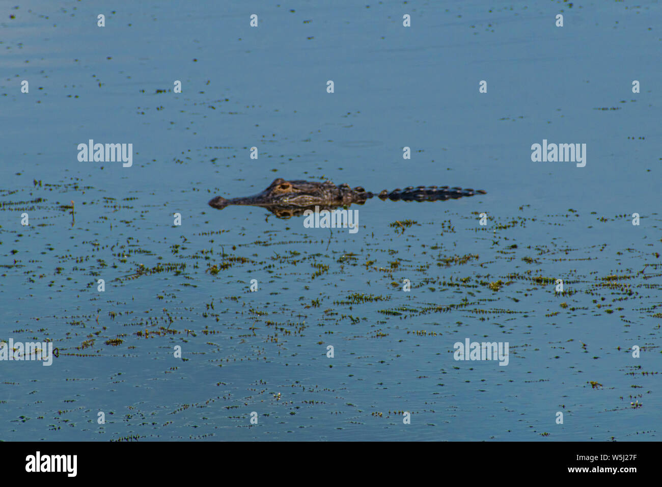 Orlando, Florida. Juli 09, 2019 Alligator teilweise verdeckten auf Blue Lake Stockfoto