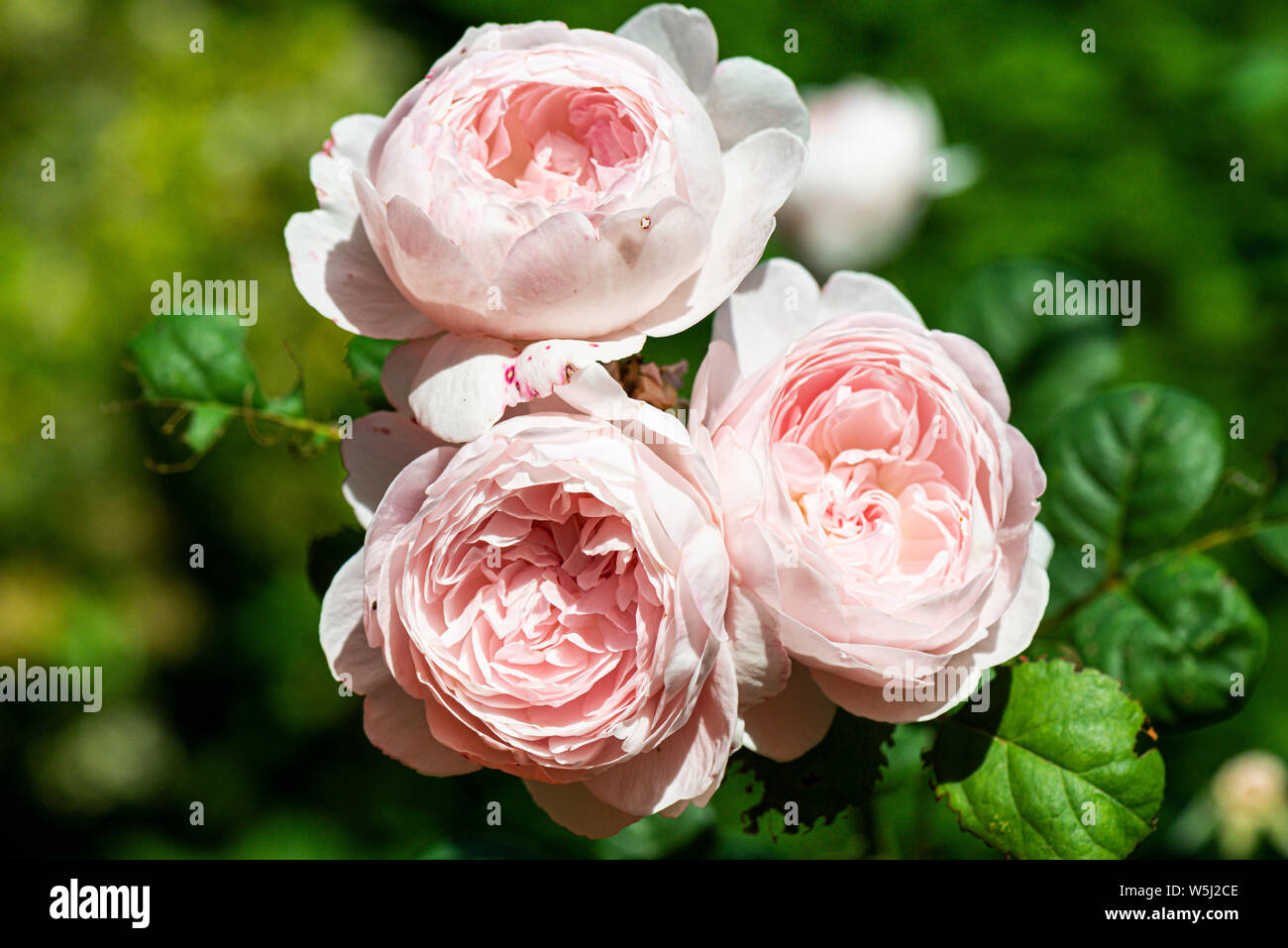 Die Blüten der Rose "Königin von Schweden" Stockfoto