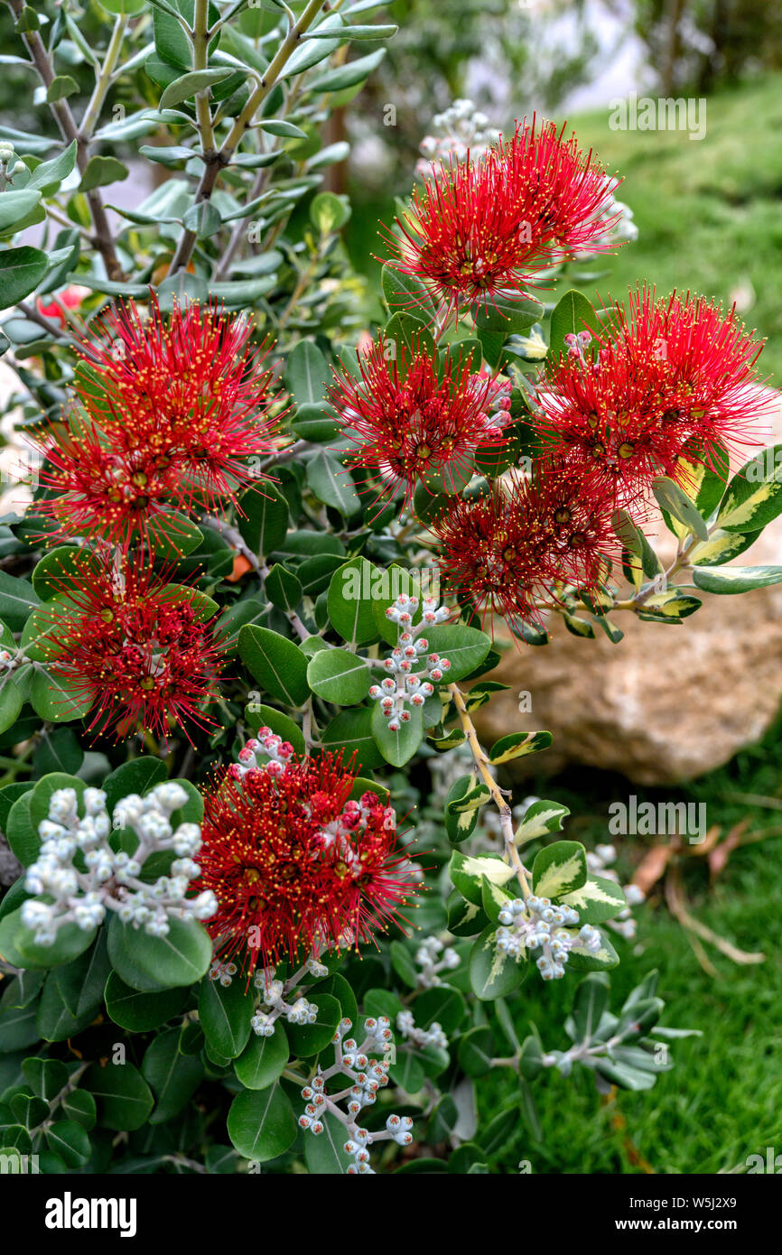 Rote Blumen Pinsel Flaschenbaum (Zylinderputzer) Stockfoto