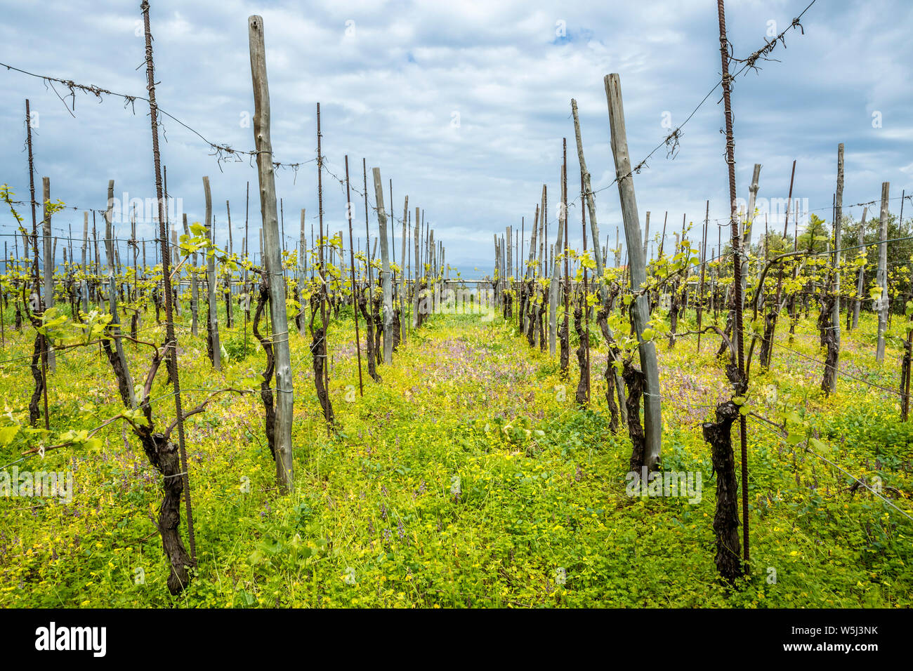 Panoramaaufnahme der Weinpflanzen im Frühjahr, Sorrento, Neapel, Italien Stockfoto