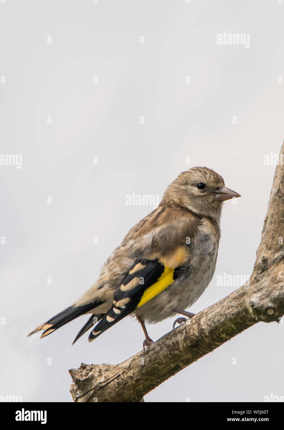 Stieglitz, wilden Vögeln in einem Englischen Garten, thront auf einem Zweig im Frühling Sommer 2019. Stockfoto