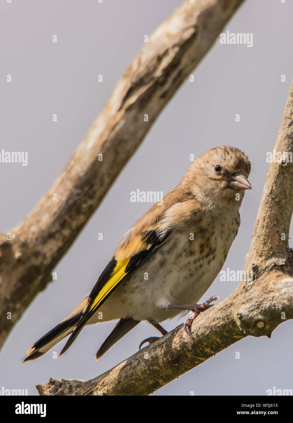 Stieglitz, wilden Vögeln in einem Englischen Garten, thront auf einem Zweig im Frühling Sommer 2019. Stockfoto