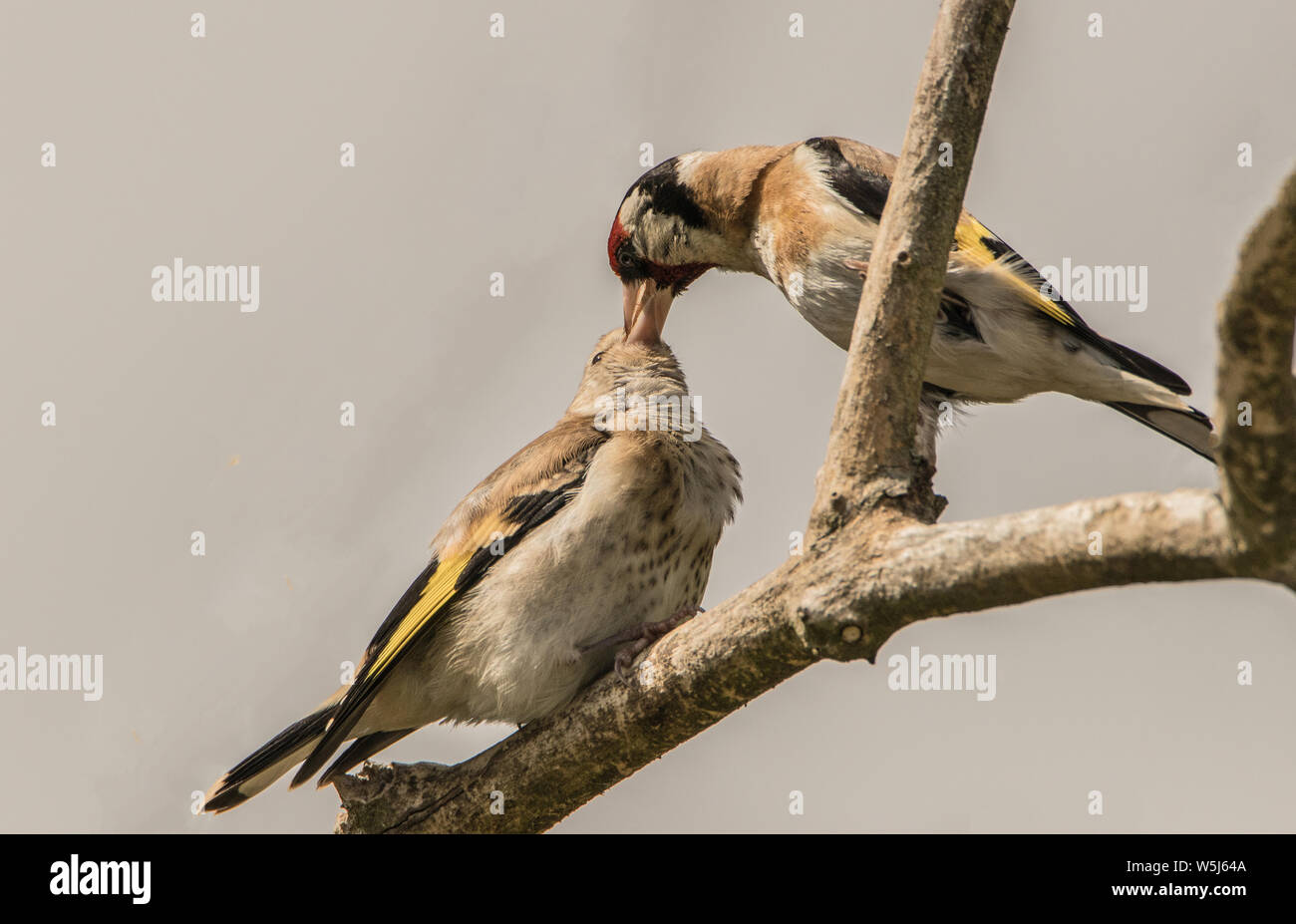 Stieglitz, wilden Vögeln in einem Englischen Garten, thront auf einem Zweig im Frühling Sommer 2019. Stockfoto