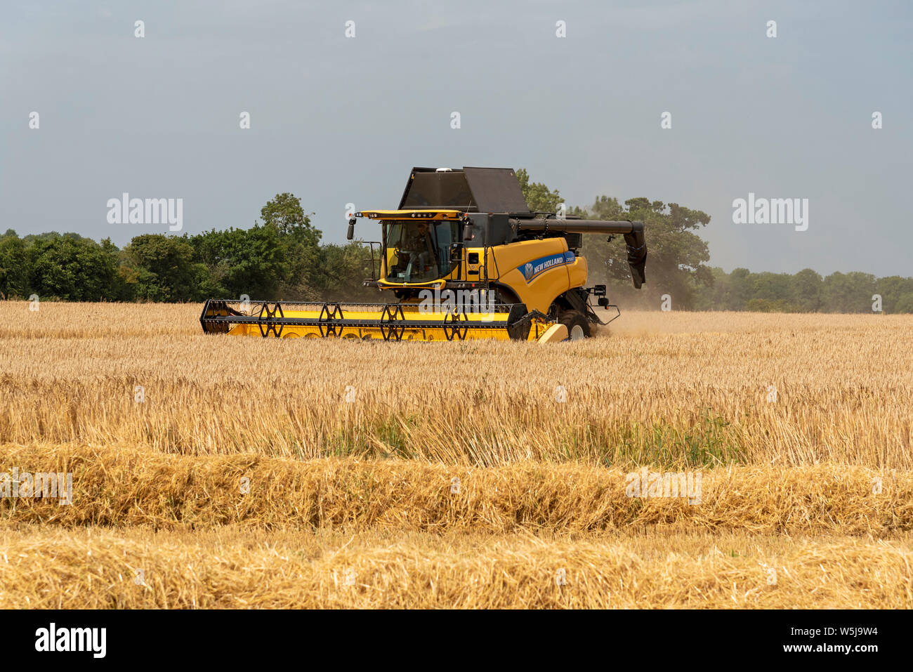 Cheltenham, Gloucestershire, England, Großbritannien, Juli 2019. Mähdrescher Ernte Wintergerste, die nach dem Trocknen gehen Bier gebraut wird. Stockfoto