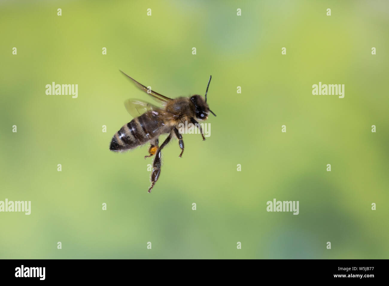 Honigbiene, Honig-Biene, Europäische Honigbiene, Westliche Honigbiene, Flug, fliegend, Biene, Bienen, Apis mellifera, Apis mellifica, Honey Bee, hive Stockfoto