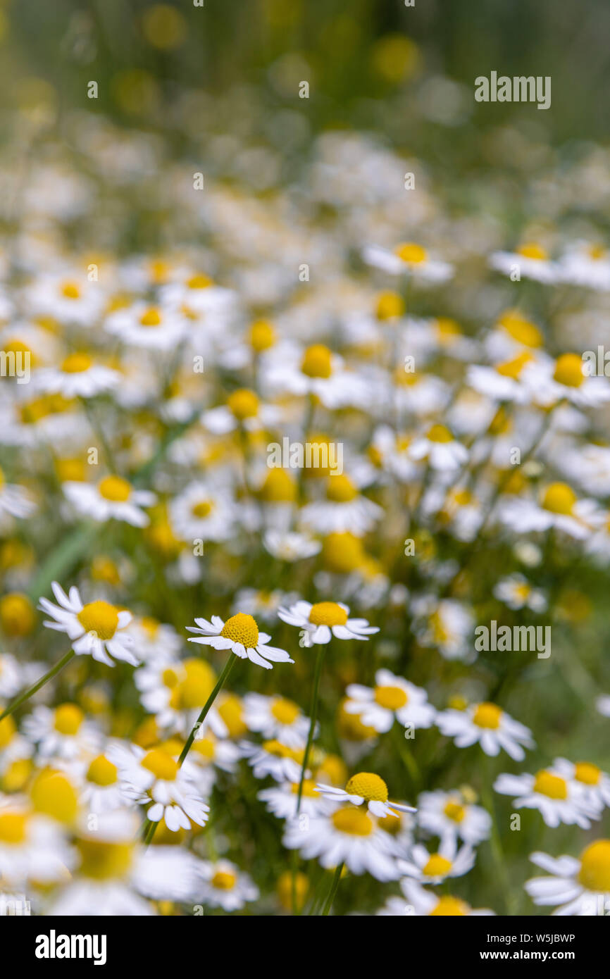 Kamille, alternative Schreibweise Kamille, Blumen ähneln die Daisy mit weißen Blütenblättern rings um einen kegelförmigen gelben Center Stockfoto