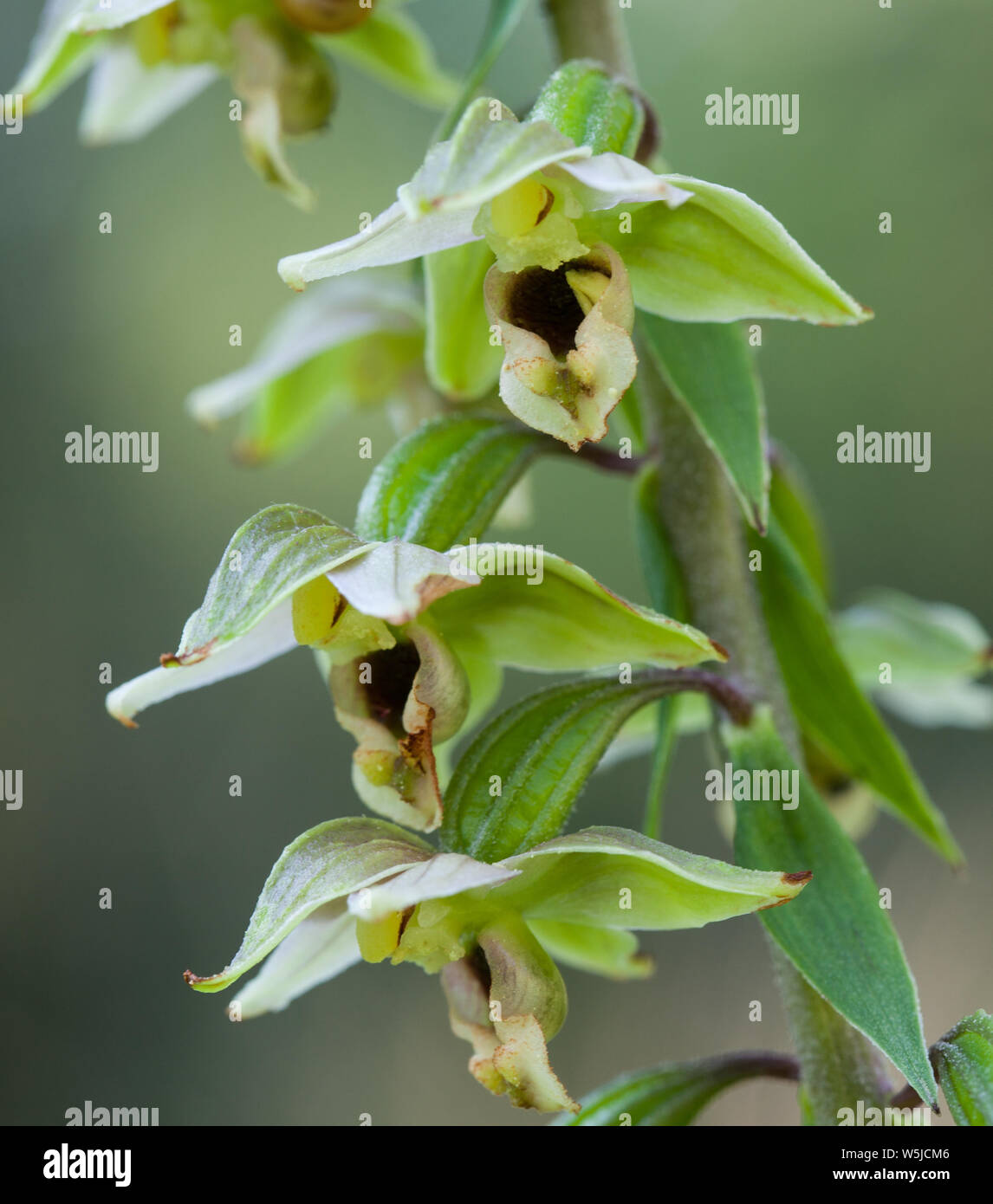 Broad-leaved helleborine Blüte (Epipactis Helleborine) Stockfoto