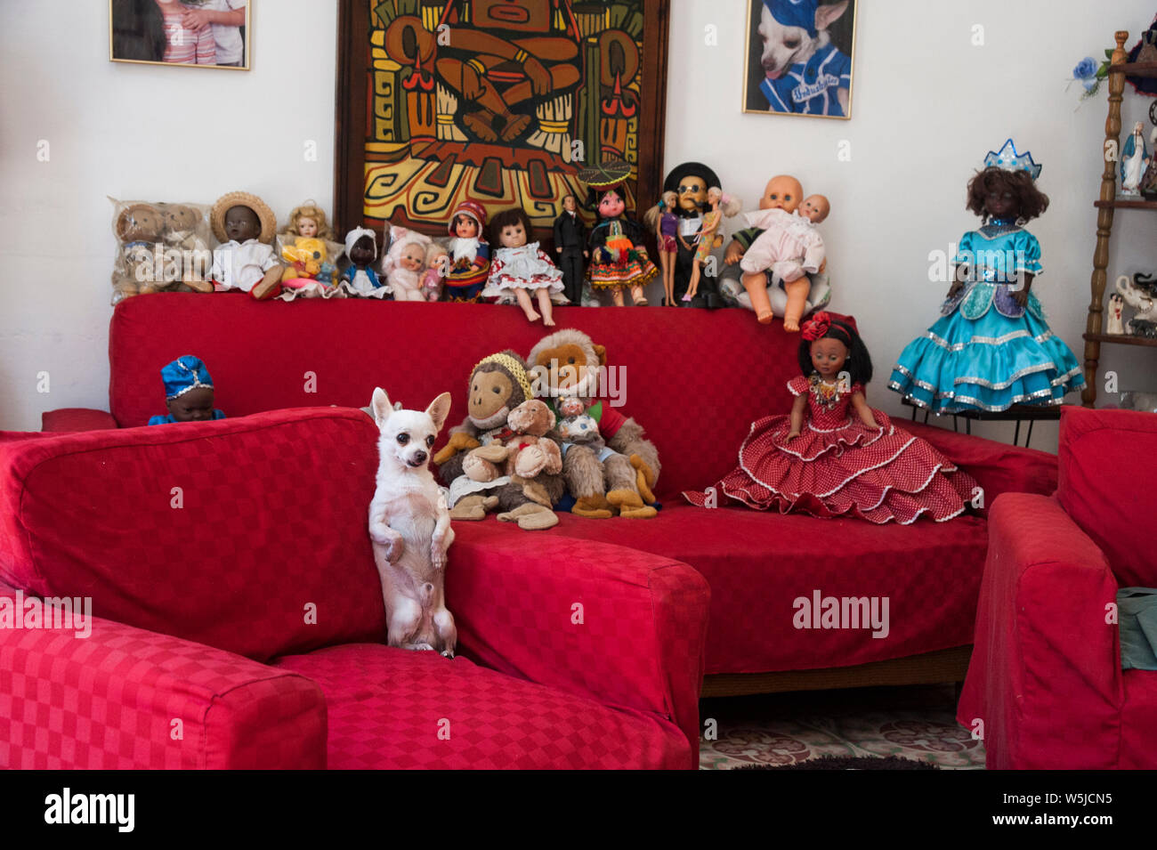 Chihuahua Hund sitzt oben auf seinen Hinterbeinen auf einem Sofa von Spielzeug in einem Haus in Havanna, Kuba umgeben Stockfoto