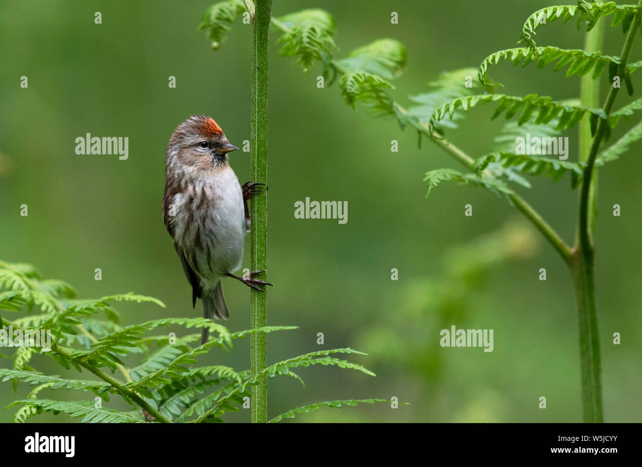 Weibliche weniger Redpoll Carduelis Cabaret thront auf Farn. Stockfoto