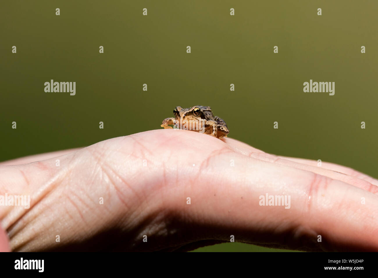 Ein Porträt von einem Baby Frosch wirklich noch auf eine Hand mit einem glatten grünen Hintergrund. Das baby Frosch wurde in der Mitte des Fores abgeholt Stockfoto