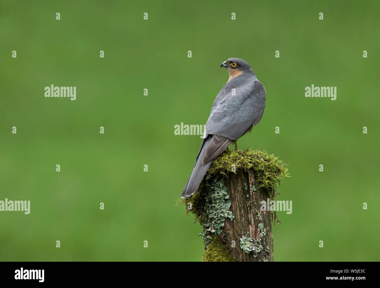 Männliche Sperber, Accipiter nisus Sitzstangen auf Moss post. Stockfoto