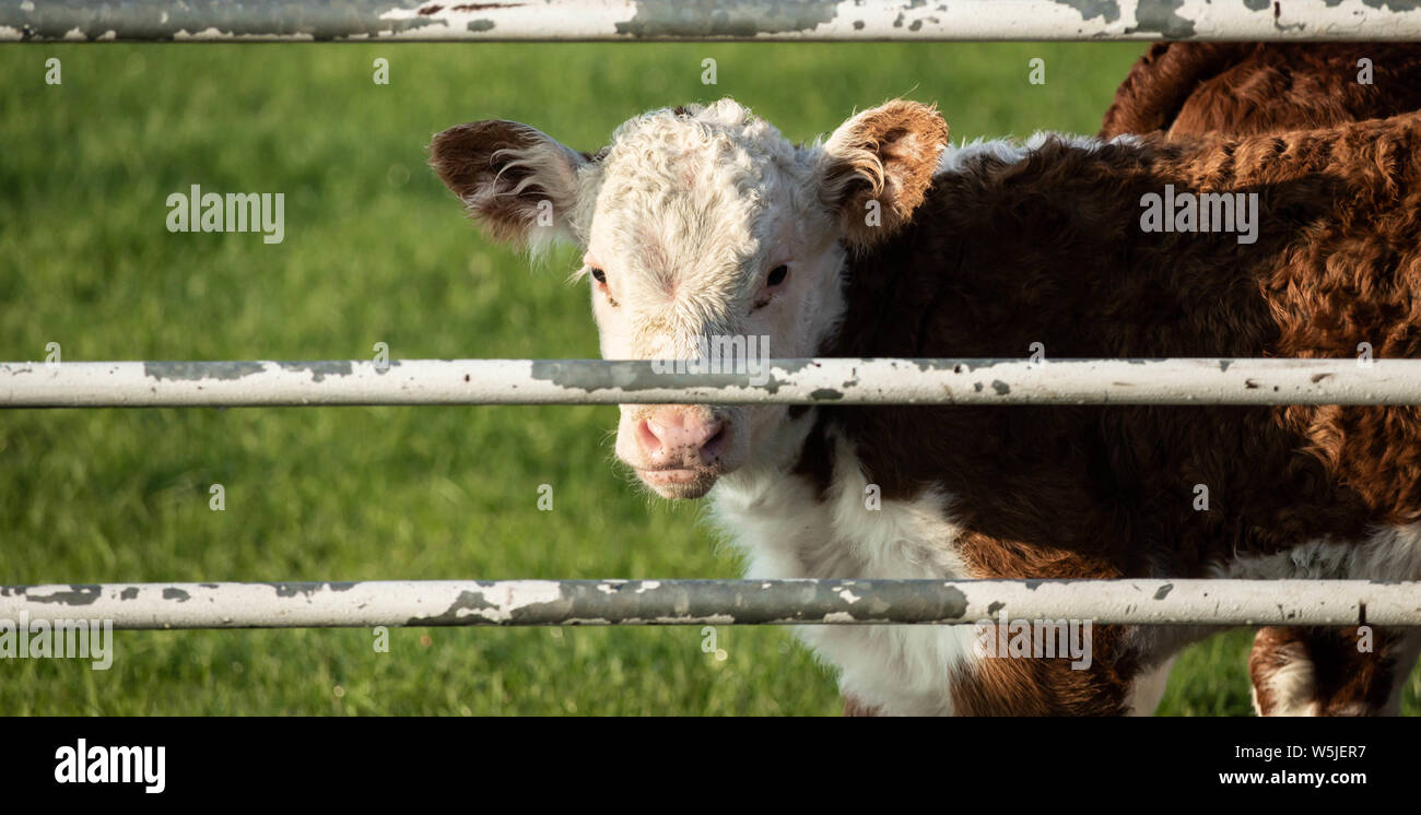 Kalb durch Stahl farm Gate. Großbritannien Stockfoto